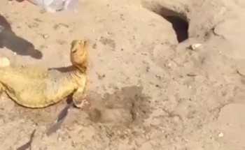 شاب يجد “ضباً” أعياه العطش في الصحراء.. هذا ما فعله به (فيديو)