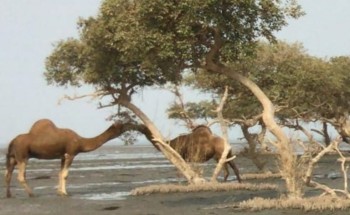 أبل سائبة تداهم المتنزهين على شواطئ المضايا