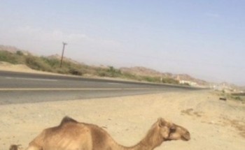 تعرف على قصة هذه الناقة “الباركة” على جانب طريق عام بالقنفذة!