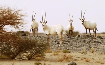 تحذير من “النيابة العامة” حول المناطق المحمية .. وبيان بالعقوبات المفروضة على المخالفين