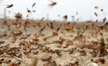 فيديو.. أسراب من الجراد الصحراوي تجتاح مدينة بريدة