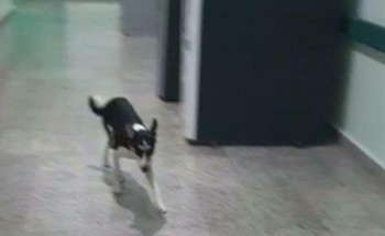 كلب ضالّ يتجول في أروقة مستشفى حكومي بجازان