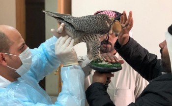 زراعة الاحساء فحص الصقور المشاركة بمهرجان الملك عبدالعزيز للصقور