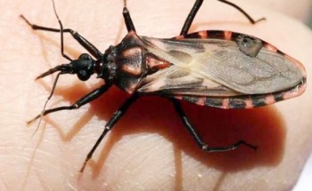 حشرة تعيش على “التقبيل” ولدغتها تصيب بأمراض القلب