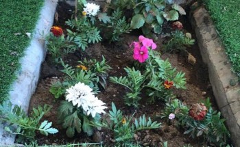 أمانة عسير تخلص الثانوية الرابعة بالخميس من “القوارض” وتعيد تشجيرها