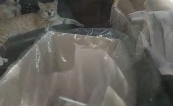 تعليق بلدية الأفلاج على مقطع «سيارة الآيس كريم والقطط»