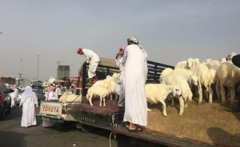 مخالفات للذبح في المسالخ بعقوبات تصل إلى 4 آلاف ريال.. أبرزها إساءة معاملة المواشي