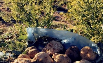 بالصور… شاعر يتغزل بربيع عرعر.. و”شعيب الأقرع” يكتسي بالأخضر والبنفسجي