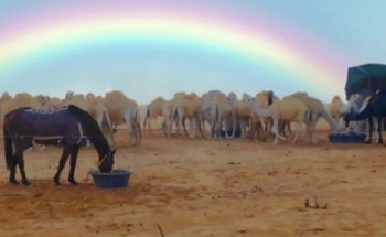 «قوس قزح» يزين سماء رفحاء بعد الأمطار والبرد