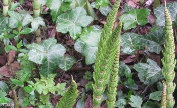 «ذيل الحصان».. عشبة مذهلة تعالج 8 أمراض مستعصية