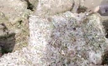 بردية «مخيفة» تضرب وادي الجول