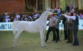 منافسات قوية في ثالث أيام مهرجان الأمير سلطان بن عبدالعزيز العالمي للجواد العربي  بحضور كبير من محبي الخيل العربية..