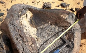 اكتشاف أحفورة مرشدة لطحالب عملاقة في الجزء الجنوبي من المملكة