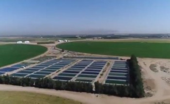 بالفيديو.. مزارع أسماك وسط الصحراء تنتج أكثر من 2000 طن كل عام في القصيم