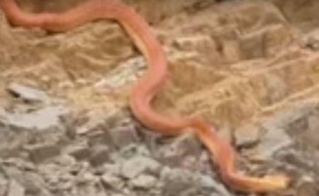 مصور فيديو “أفعى ضلع”: تعرف بـ”الكوبرا العربية”.. وليست كما تصورها الناس