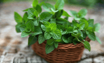 رغم فوائده الصحية.. “النعناع” له تأثيرات ضارة على الرجال