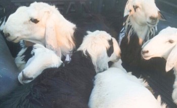 جولة بسوق الحائط للأضاحي.. الخراف بين 800 و1400 ريال وترقب لتهيئة المسالخ