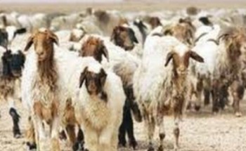 صور صادمة لمواطن يدهس قطيع من “الخراف” بسيارته