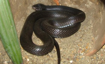 لدغة ثعبان تنهي حياة ابنة العاشرة بجازان بعد احتفالها بتفوقها الدراسي