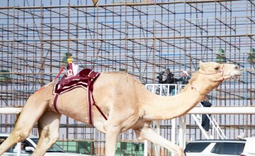 بالأسماء.. لجنة التحكيم في مهرجان الملك عبدالعزيز للإبل تعلن عن أسماء الفائزين في أشواط الفحل وإنتاجه للوني المجاهيم والشقح