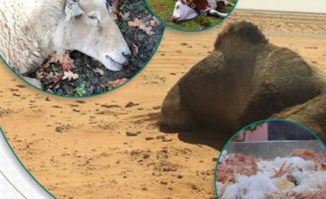 “النيابة العامة”: الحماية الجنائية للغذاء تقتضي خلوه من مصادر الخطر