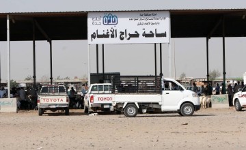 وسط شكاوى جراء الارتفاع المبالغ فيه .. ارتفاع أسعار المواشي قبل رمضان في المملكة والمستهلكين يشترون اللحوم بالكيلو