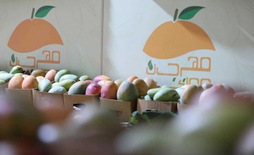 منطقة الباحة تسجل إنتاج أكثر من 20 ألف طن من المانجو سنوياً