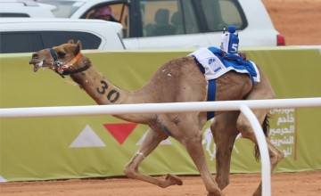 في خامس أيام مهرجان خادم الحرمين الشريفين للهجن: صمله .. تخطف التوقيت الأفضل في الـ “جذاع”