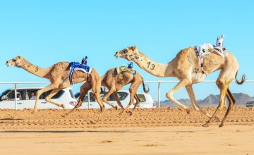 24 مليون جوائز شوطي كأس العلا للهجن في الختام