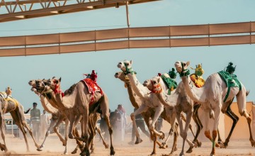 16 دولة تشارك في مهرجانات وبطولات اتحاد الهجن