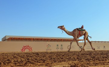 “رعد” .. المطية الأفضل في “المفاريد” ضمن مهرجان ولي العهد للهجن