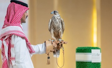 بيع صقرين بـ 170 ألف ريال في الليلة الأولى لمنصة المزاد الدولي لمزارع إنتاج الصقور