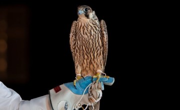 بيع فرخ شاهين في الليلة الـ 11 لمزاد نادي الصقور السعودي 2024