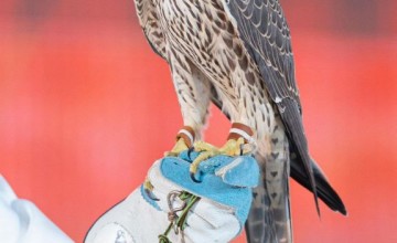 بيع صقرين بنحو 200 ألف ريال في الليلة الـ 19 لمزاد نادي الصقور السعودي