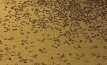 «كائنات نافعة».. توضيح «وقاء» بشأن ما تم تداوله عن انتشار الحشرات في بعض مناطق المملكة