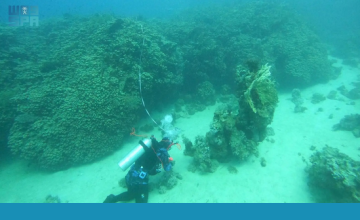 «عمرها 800 عام» .. البحر الأحمر الدولية تكتشف أكبر مستعمرة مرجانية من نوع “بافونا” في مياه أمالا