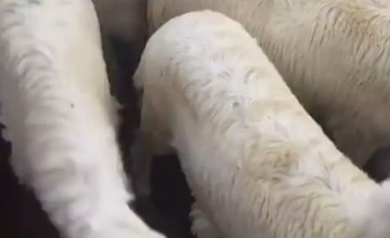 بالفيديو.. “مختص في الثروات الحيوانية” يرصد حالة أسواق الماشية: إقبال على الطليان والرخال النظيفة والأسعار تبدأ من 1160 ريالًا