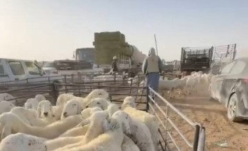 عبدالقادر آل معيلي يرصد انخفاضًا لافتًا في أسعار الماشية.. ويُشيد بقرار الإعفاء الجمركي