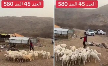 بـ 580 فقط.. بالفيديو: انخفاض جديد في أسعار الأغنام “البهم” بعد توفر المستورد