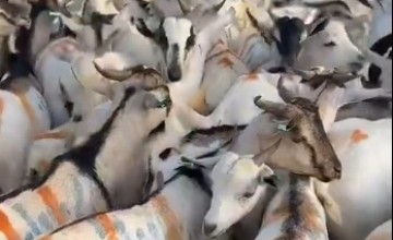 مهتم بالثروات الحيوانية يشيد بقرار مجلس الوزراء ويؤكد انخفاض أسعار الأغنام المستوردة