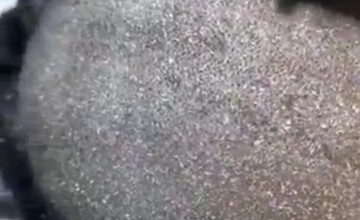 بالفيديو.. حلاق يوثق «كارثة في فروة الرأس» بسبب 3 عادات خاطئة يرتكبها الكثيرون!