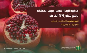 الرمان السعودي يتألق في الصيف بإنتاج يتجاوز 37 ألف طن.. ودعم لتعزيز الأمن الغذائي والاكتفاء الذاتي