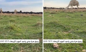 «مشاهد طبيعية خلابة».. بالفيديو.. الربيع يزهر في حرة بني رشيد غرب الحائط بعد هطول الأمطار الغزيرة