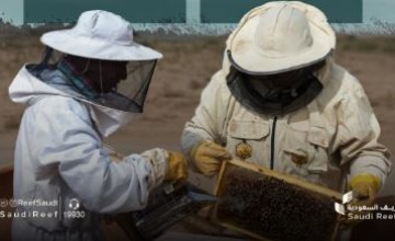مشروع جديد لتعزيز جودة العسل المحلي وتنافسيته