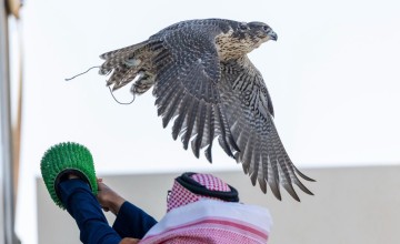 مهرجان الصقور بالشمالية.. محمية الإمام تركي بن عبدالله تستعرض وجهاتها السياحية وتنوعها البيئي