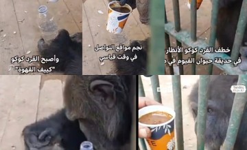 قرد مصري يخطف الأنظار.. يشرب القهوة ويبردها قبل ارتشافها (شاهد)