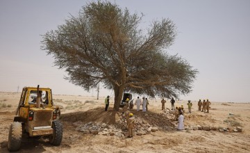 في وقت قياسي.. فريق فني يعيد “طلحة الدوادمي” إلى جذورها بعد سقوطها نتيجة الأمطار