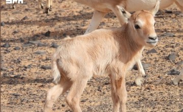 عودة المها العربي إلى شمال المملكة بعد غياب 90 عامًا داخل محمية الملك سلمان الملكية