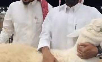 مربي الأغنام “طلال المقاطي” يكشف سر تميّز حلاله: تطوير مستمر وتمسّك بالسلالة الحريّة الأصيلة