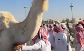 من 16 إلى أكثر من 24 ألف ريال.. مزاد ناقة يشعل المنافسة في القصيم – فيديو
